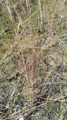 Schizachyrium rhizomatum