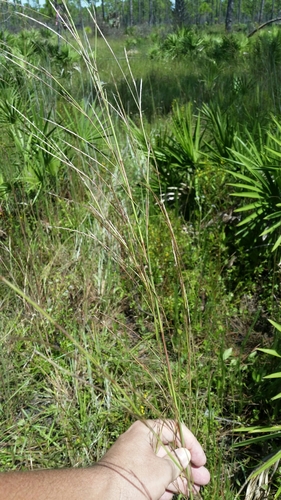 Image of Creeping Little Bluestem (Schizachyrium stoloniferum) by (c) Jay Horn, some rights reserved (CC BY)