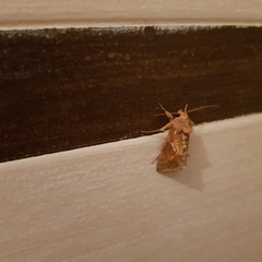 Chrysodeixis chalcites