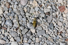 Chlorophorus glabromaculatus