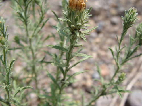 Image of Machaeranthera tagetina by (c) Alexis López Hernández, some rights reserved (CC BY)