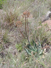 Aloe maculata
