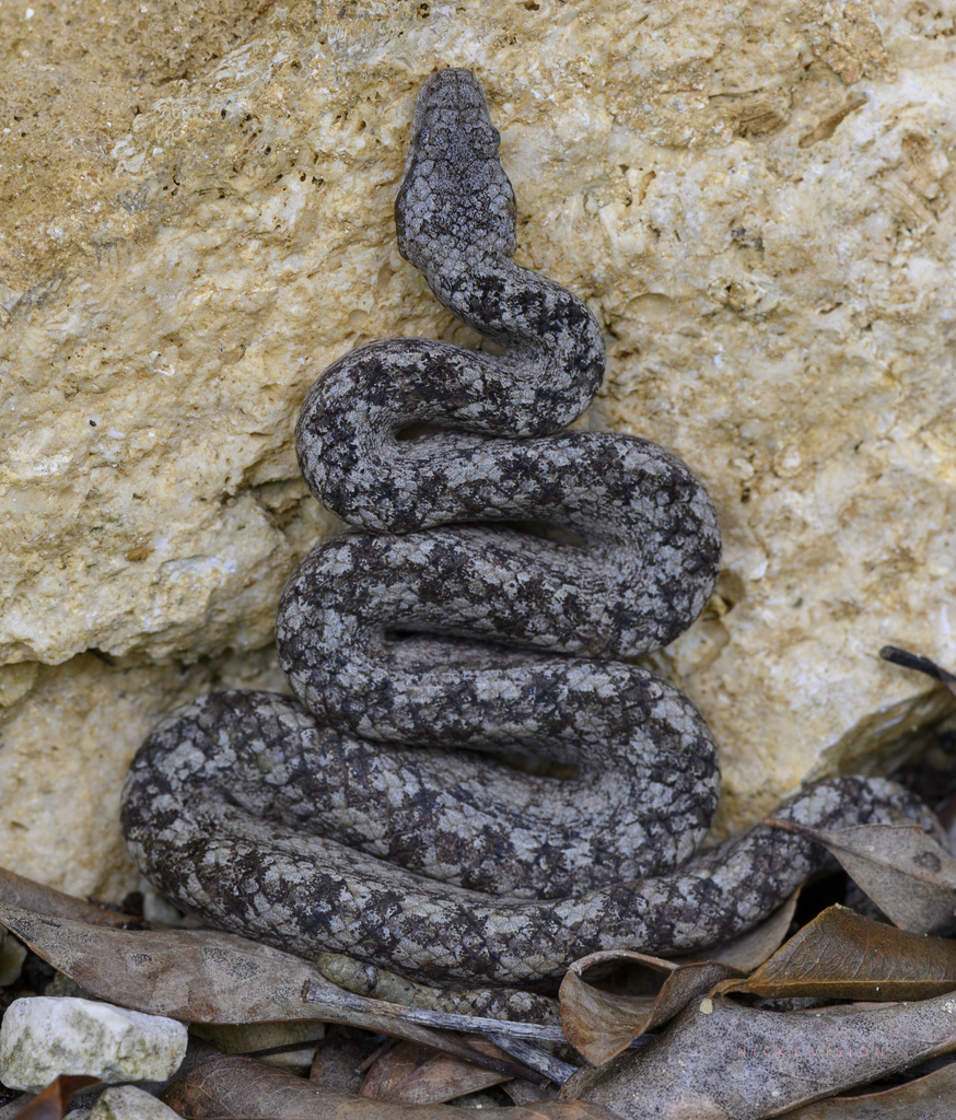 Cayman Islands Dwarf Boa
