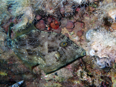 Stephanolepis diaspros