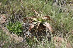 Aloe maculata