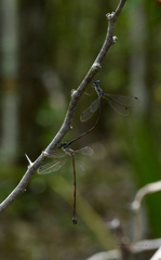 Lestes spumarius