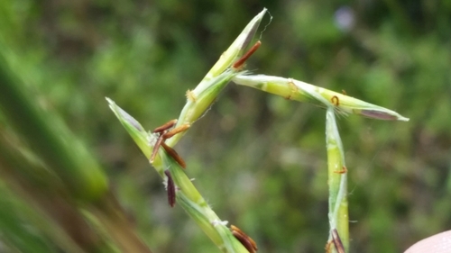 Image of Elionurus tripsacoides by (c) Jay Horn, some rights reserved (CC BY)