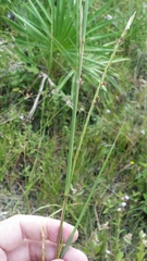 Elionurus tripsacoides