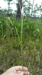 Elionurus tripsacoides