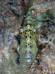 Stephanolepis diaspros