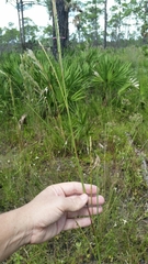 Elionurus tripsacoides