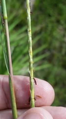 Elionurus tripsacoides