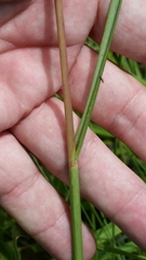 Elionurus tripsacoides