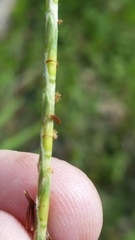 Elionurus tripsacoides