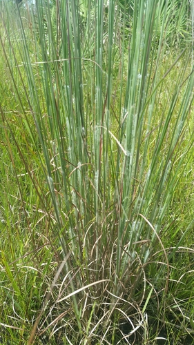 Image of Savanna Bluestem by (c) Jay Horn, some rights reserved (CC BY)