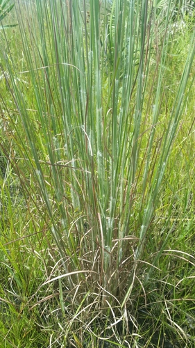 Image of Savanna Bluestem by (c) Jay Horn, some rights reserved (CC BY)