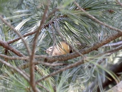 Sitta canadensis
