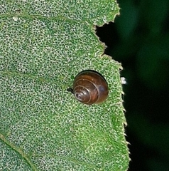 Euconulidae