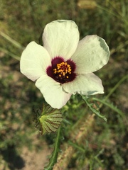 Hibiscus trionum