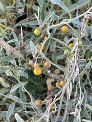 Hippophae rhamnoides