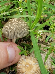 Coprinellus arenicola