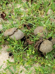 Coprinellus arenicola