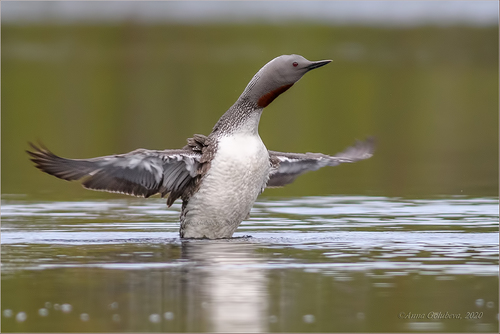 Red-throated Loon