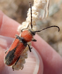 Crossidius coralinus