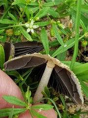 Coprinellus arenicola
