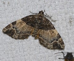 Chrysolarentia phaedra