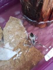 Arilus cristatus