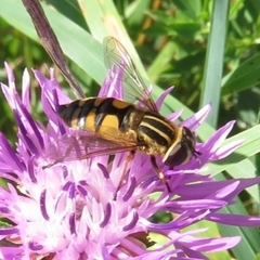 Helophilus pendulus