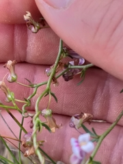 Cyphia dentariifolia