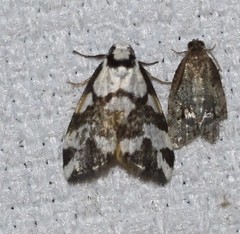 Thallarcha staurocola