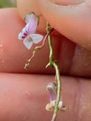 Cyphia dentariifolia