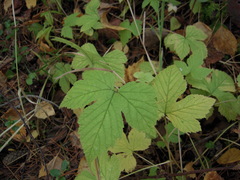 Rubus humulifolius
