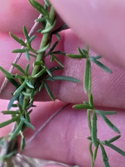 Cyphia dentariifolia