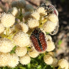 Trichostetha capensis capensis