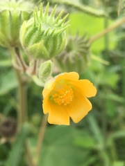 Abutilon theophrasti