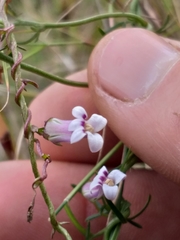 Cyphia dentariifolia
