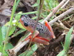 Hyperolius viridiflavus