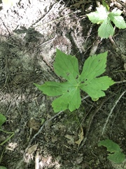 Hydrastis canadensis