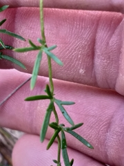 Cyphia dentariifolia