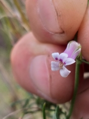 Cyphia dentariifolia