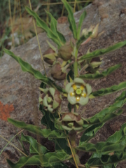 Pachycarpus dealbatus