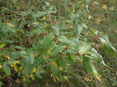 Shepherdia canadensis