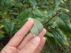 Shepherdia canadensis