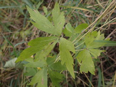 Anemone virginiana