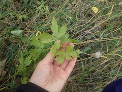 Anemone virginiana