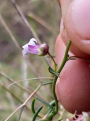 Cyphia dentariifolia